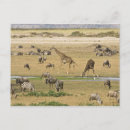 Recherche de gnous posters Migration
