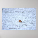 Suche nach fuchs im schnee poster Tiere