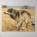 Suche nach cartoon wolf poster Tier