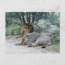 Recherche de panthera cartes postales Horizontal