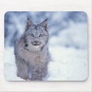 Suche nach luchs mousepads Alaska