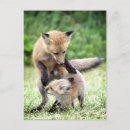 Recherche de maman et bébé cartes postales Animal