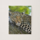 Suche nach leoparden puzzle Afrika