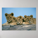 Suche nach fleischfresser poster Löwen