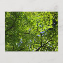 Recherche de feuillage vert cartes postales Printemps