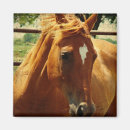 Suche nach gesicht magnete Fotografie