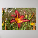 Recherche de tiger lily Dynamique
