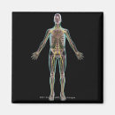 Suche nach menschlicher körper magnete Vertikal