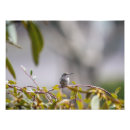 Recherche de colibri photographie Jardin