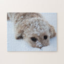 Suche nach goldendoodle puzzle Mischrasse