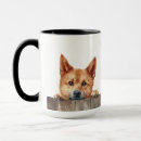 Recherche de spitz tasses Animal
