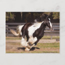 Recherche de vanner gitan cartes postales Chevaux