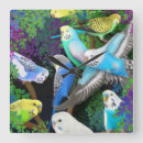 Suche nach parakeet kunst Budgies