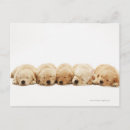 Suche nach golden retriever welpe postkarten Liebe