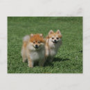 Recherche de pomeranians cartes postales Photographe canin