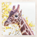 Recherche de girafes dessous de verres Nature