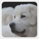 Recherche de pyrénées autocollants Dog