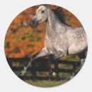 Suche nach arabische pferde aufkleber Foto
