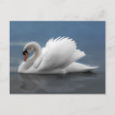 Recherche de swan cartes postales Cygne