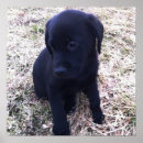 Recherche de labrador retriever posters Black lab