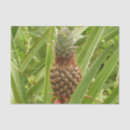Suche nach ananas seidenpapier Exotisch