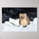 Suche nach marder poster Fleischfresser