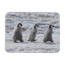Suche nach baby pinguin magnete Antarktis