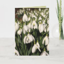 Suche nach snowdrop Blumen