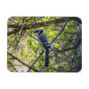 Recherche de geai bleu magnets Geais bleus