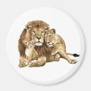 Recherche de lion magnets Nature