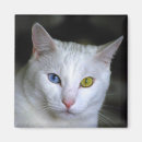 Recherche de étranger magnets Chat