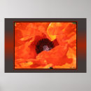 Suche nach mohn poster Blüten