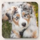 Recherche de shepherd Canine