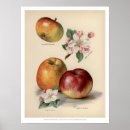 Recherche de vintage fruit poster Antique