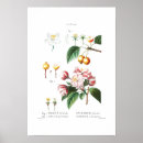Suche nach vintage botanical poster Fruit