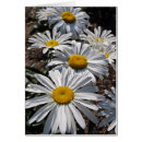 Recherche de marguerite shasta cartes postales Blanc