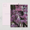 Suche nach blühender baum karten Blume