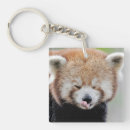 Recherche de panda photographie Sauvage