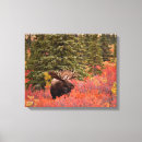 Suche nach elch leinwandbilder Alaska