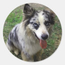 Recherche de marcheur autocollants Dog