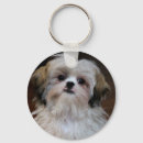 Recherche de tzu shih accessoires Dogs