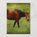 Recherche de cheval de baie cartes postales Photographie