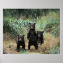 Suche nach grizzlybär poster Usa
