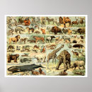 Recherche de animaux sauvages vintages posters Antique