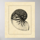 Suche nach muscheln poster Tritonshorn muschel
