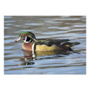 Recherche de canards photographie Pour tous