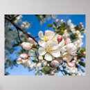 Suche nach apfelblüte poster Bäume