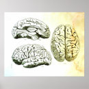 Suche nach menschliches gehirn poster Anatomie