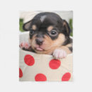 Suche nach chihuahua hund decken Niedlich