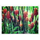 Recherche de gingembres art Rouge